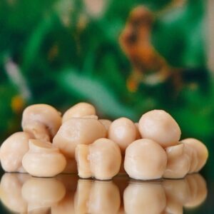 Funghi Champignons