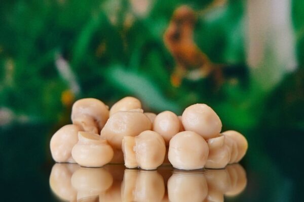 Funghi Champignons