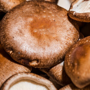 funghi shiitake