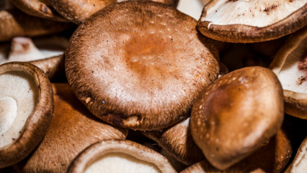 funghi shiitake