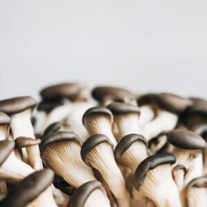 Funghi di Muschio