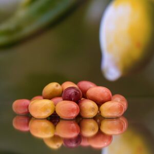 Olive Leccine